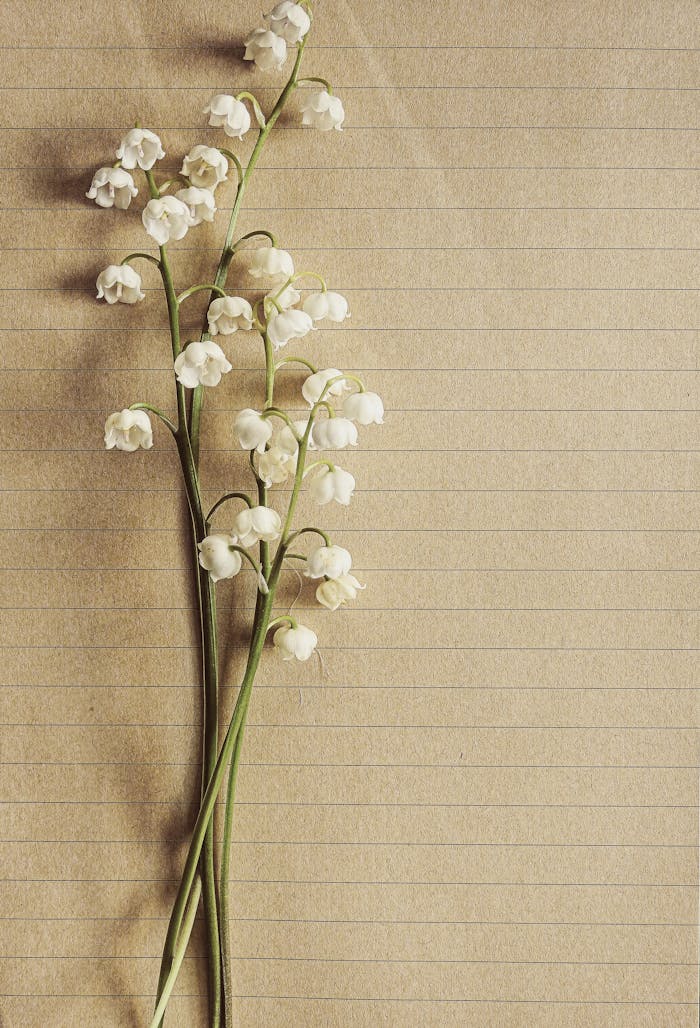 Delicate lily of the valley flowers arranged on textured paper, showcasing elegance and natural beauty.